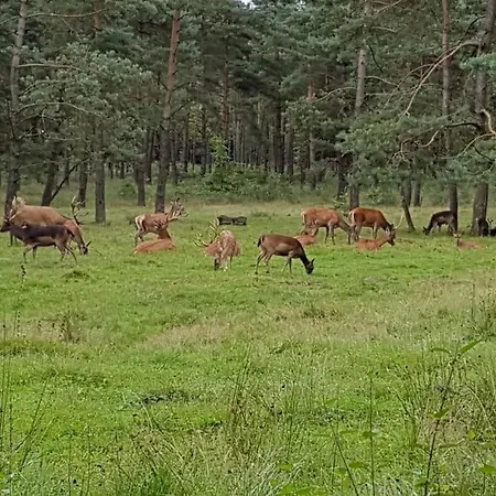 Wellness Huisje Eekhoorn Met Jacuzzi Op De Veluwe בקתה *