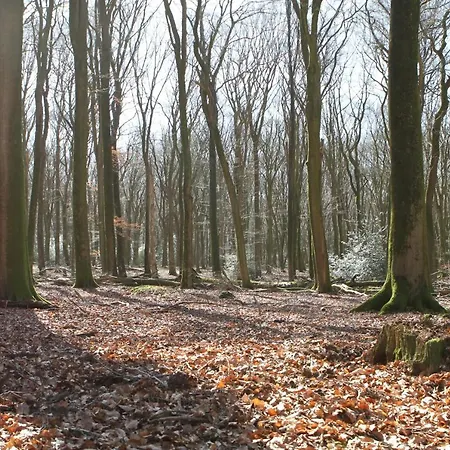 Wellness Huisje Eekhoorn Met Jacuzzi Op De Veluwe בקתה ארמלו